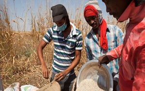 Cảnh báo khủng hoảng lương thực toàn cầu ngày càng trầm trọng