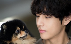 Phụ huynh V BTS bất đồng ý kiến chỉ vì... cún cưng