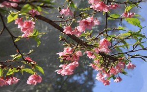 Trải nghiệm Pá Khoang ngắm hoa anh đào tại Điện Biên