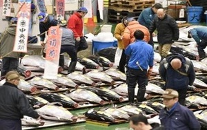 Cá ngừ 1,8 triệu USD bán trong phiên đấu giá đầu năm mới tại Nhật Bản