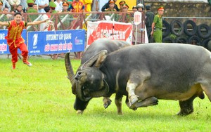 Chọi trâu, đâm trâu, chém lợn và 'đôi mắt' của bạn