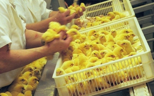 Ngành nghề có mức lương 2 triệu đồng/ngày nhưng 'cung không đủ cầu': Ít phải cạnh tranh, tay nghề giỏi có thể kiếm gần trăm triệu mỗi tháng