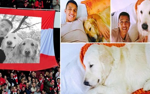 Alexis Sanchez dùng chó để chọn bồ, Arsenal nhờ chó giữ Sanchez