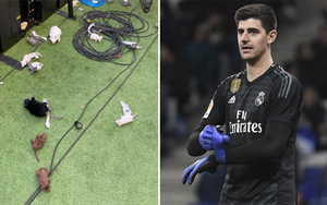 Thibaut Courtois bị gọi là chuột, nhận đầy chuột giả khi gặp lại Atletico