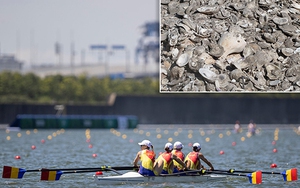 Sinh vật biển đe dọa quá trình tổ chức Olympic