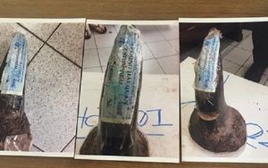 Khởi tố các đồng phạm của nhân viên Cục Hải quan Hà Nội đánh tráo ngà voi