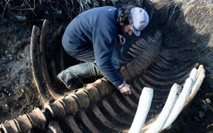 Tìm thấy bộ xương ‘quái vật biển’ không đầu dài 6 mét