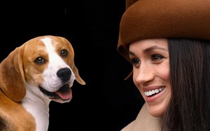 Thú cưng của Meghan Markle 'đổi đời' nhờ hôn nhân của chủ
