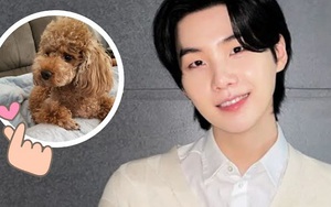 Suga BTS tái hợp cún cưng Holly, chiều chuộng đến mủi lòng