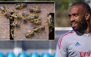 Lacazette lỡ trận ra mắt đội bóng mới vì lý do kỳ lạ