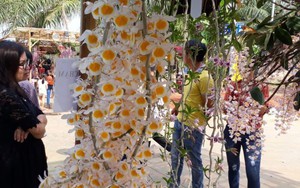 Ngắm những giò hoa lan tuyệt đẹp 'khoe sắc' tại Bình Phước