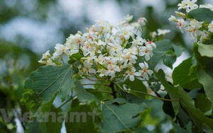 Mê mẩn ngắm hoa trẩu trắng tinh khôi vùng Tây Bắc đang nở rộ