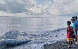 Hoang mang với xác sinh vật kỳ dị chưa từng thấy dạt vào bờ biển Philippines