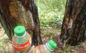 Lâm Đồng: Tạm giữ hai người liên quan vụ đầu độc rừng thông 3 lá