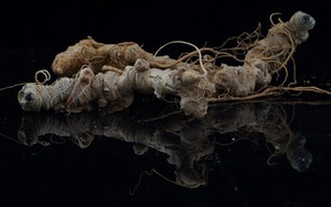 Trưng bày ‘Báu vật đại ngàn' diễn ra cả năm 2019 tại Bảo tàng Lịch sử Quốc gia