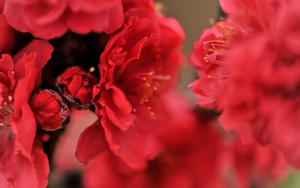 Ngắm cận cảnh giống đào quý hiếm của làng hoa Nhật Tân