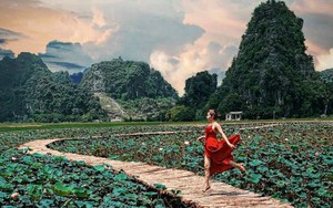 Sen nở rộ, lúa trải vàng ở Hang Múa – Ninh Bình