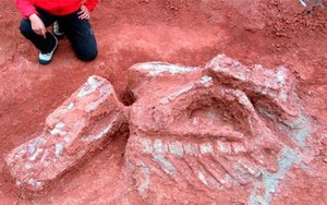 Phát hiện hóa thạch của loài động vật có vú cổ xưa nhất ở Chile