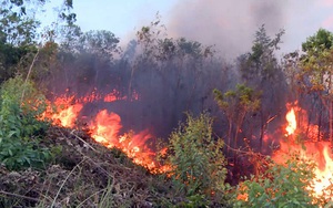 Nghệ An: Khởi tố hình sự và xử lý hành chính 8 vụ cháy rừng