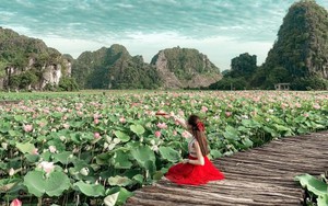 Đầm sen Hang Múa hút khách mùa du lịch