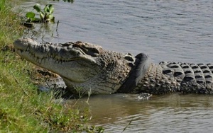 Truyện cười: Cho cá sấu ăn