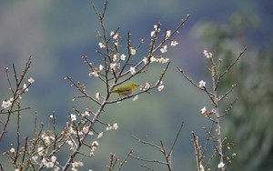 Vườn quốc gia Cúc Phương tổ chức chuỗi chương trình Xuân 2021