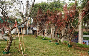 Đào rừng gắn tem truy xuất nguồn gốc đã có mặt tại Hà Nội