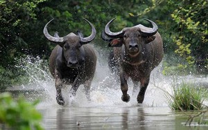 Hình tượng con trâu trong văn hóa Việt