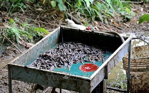 Bộ Y tế khuyến cáo: Dược liệu Địa long không có tác dụng phòng, chống Covid-19