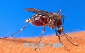 Nga cảnh báo khả năng tăng số ca nhiễm virus Tây sông Nile do thời tiết ấm hơn