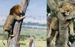Kỳ lạ cặp anh em sư tử ngủ trên cây như chim