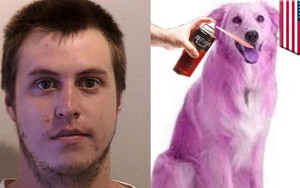 Chủ đi vắng, chó bị trộm sơn lông màu 'tím mộng mơ'