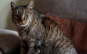 Cụ mèo già nhất thế giới qua đời ở tuổi 144