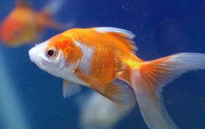 Đôi khi sách giáo khoa cũng dạy bạn sai những điều này!