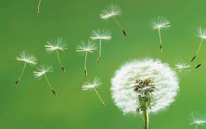 Anh là anh của người ta mất rồi!