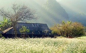 4 địa điểm ngắm hoa cải nở trắng trời tại Mộc Châu