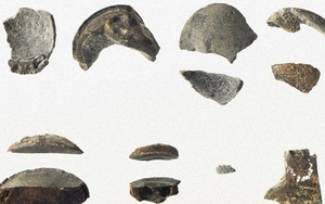 Phát hiện hóa thạch trứng khủng long nhỏ nhất thế giới tại Nhật Bản