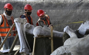 Phát hiện nghĩa địa voi ma mút khổng lồ