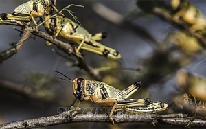 Chỉ bão và áp thấp mới 'giúp' Trung Mỹ thoát đại nạn châu chấu