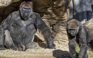 Dịch Covid-19: Thử nghiệm tiêm chủng cho tinh tinh và đười ươi tại vườn thú Mỹ