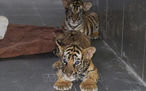 Đột phá lớn trong chống nuôi nhốt, buôn bán hổ trái phép