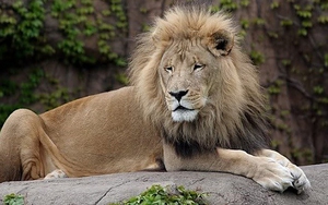 Thêm một trường hợp sư tử mắc Covid-19