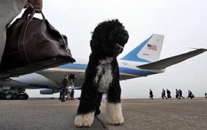 Máy bay hạ cánh khẩn cấp vì chú chó nghịch ngợm mở cửa trên không