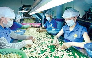 Vụ 100 container xuất khẩu hạt điều sang Italy: Toàn bộ đã được trả lại quyền sở hữu cho doanh nghiệp Việt Nam