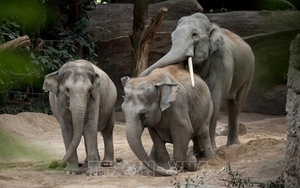 Loại virus nguy hiểm tấn công vườn thú ở Zurich (Thụy Sĩ)