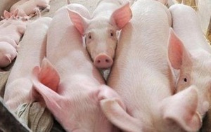 Lâu lâu lại giải cứu. Lợn gà và sữa tươi. Thanh long rồi dưa hấu...