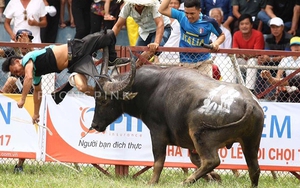 Xác minh nghi vấn dùng 'doping' của trâu chọi húc chết người