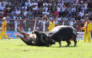 Đi tìm lễ hội chọi trâu 'nguyên bản' tại Đồ Sơn