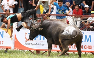 Kết quả giám định trâu chọi húc chết chủ ở Đồ Sơn, Hải Phòng: Có ma túy hay doping?