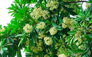 Ấm ức mùa Hoa Sữa